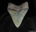 Collector Grade Inch Megalodon Tooth #72-1